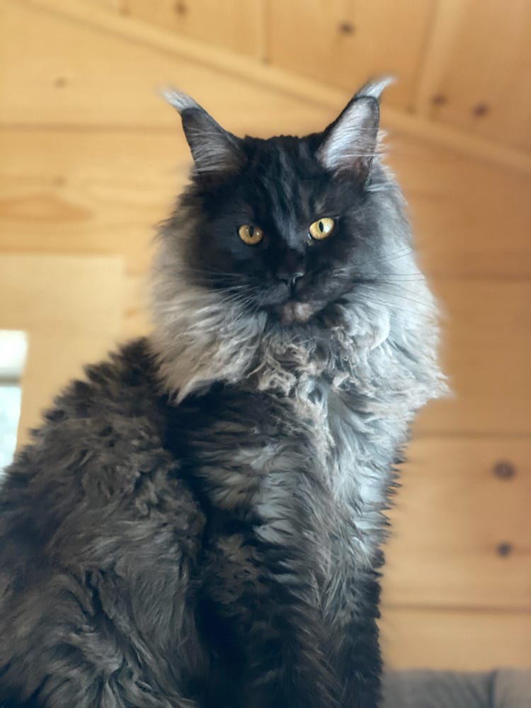 Photo Gallery of Moosehead Maine Coons | Greenville, Maine