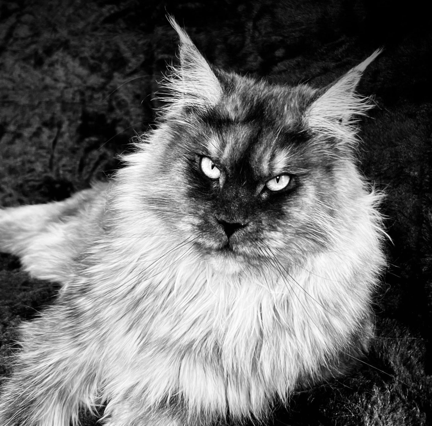 Photo Gallery of Moosehead Maine Coons | Greenville, Maine